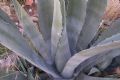 Agave americana